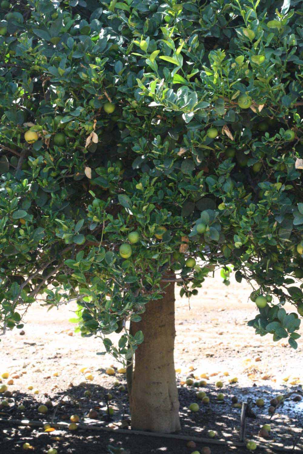              Habit (Riverside, CA)       